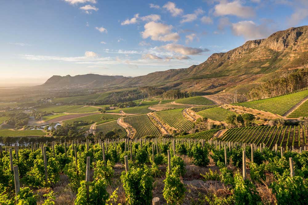 2026 Cape Winelands Travel Guide: Klein Constantia and the Swartland