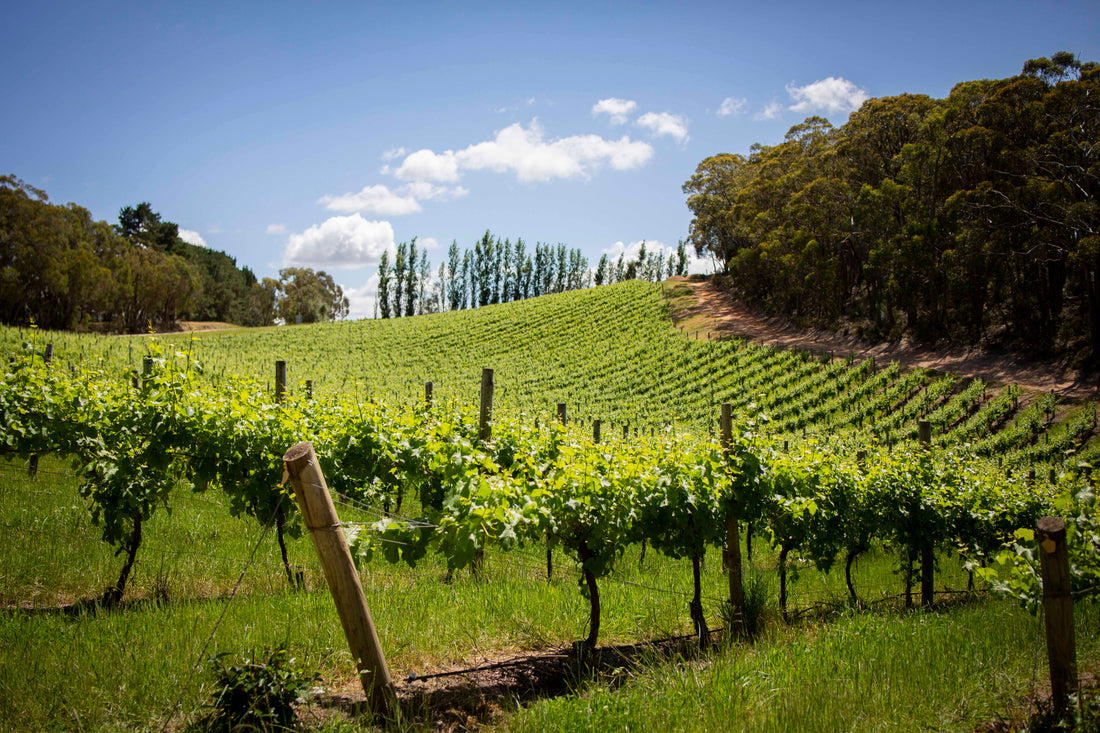 13 Australian Single Vineyard Wines to Track Now