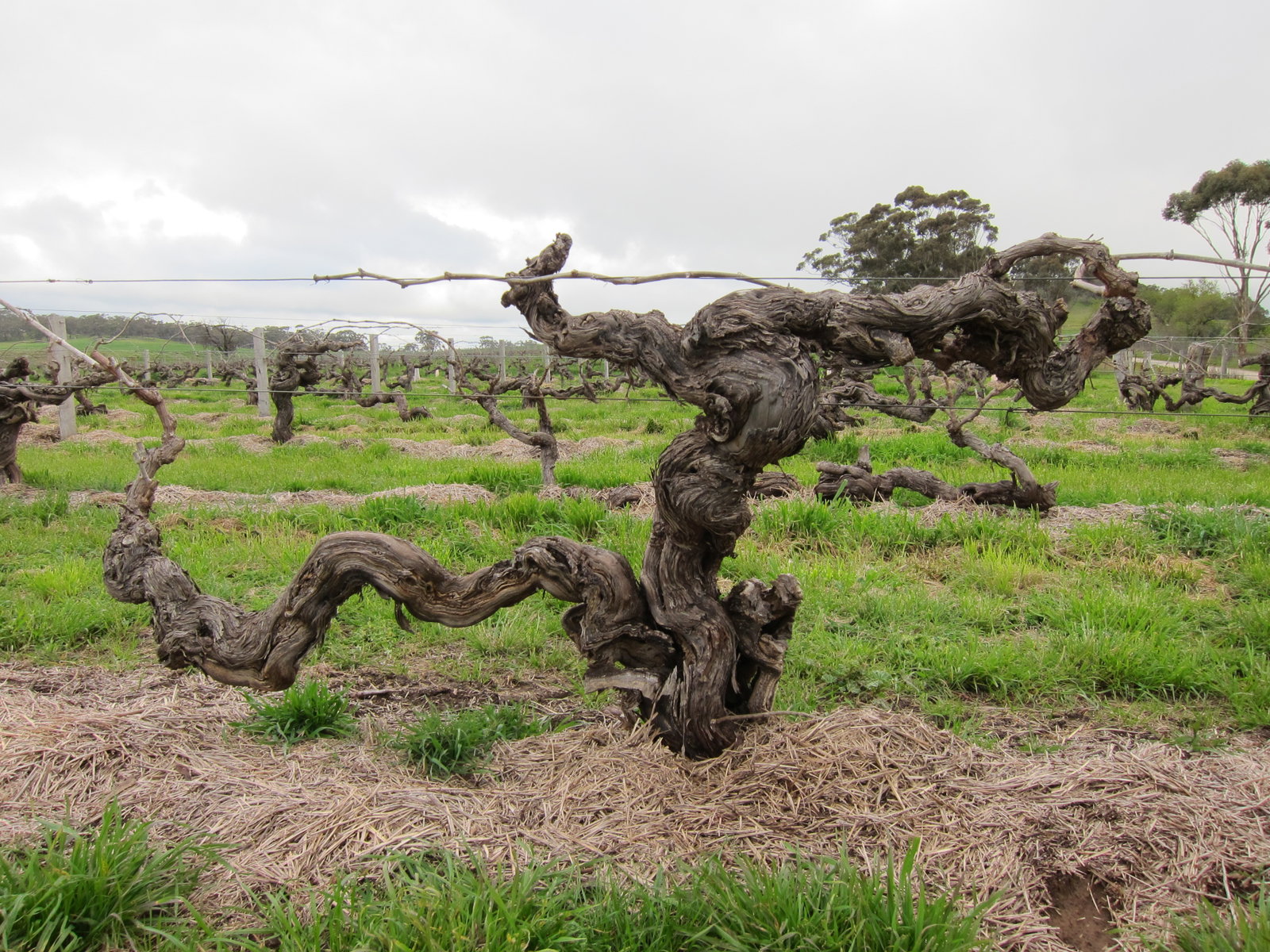 Old, gnarled grapevine trunk with twisted wood in a vineyard setting with green grass and other vines visible in background.