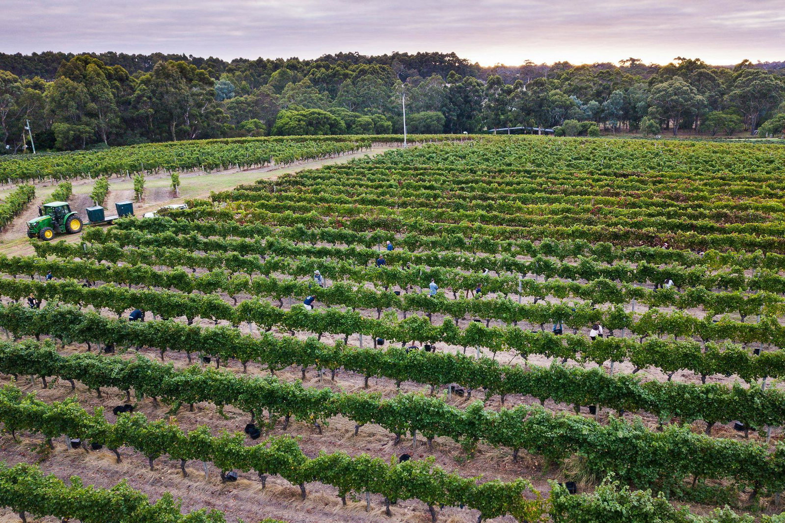 Aerial view of a vineyard with rows of grapevines, workers harvesting, and a tractor.