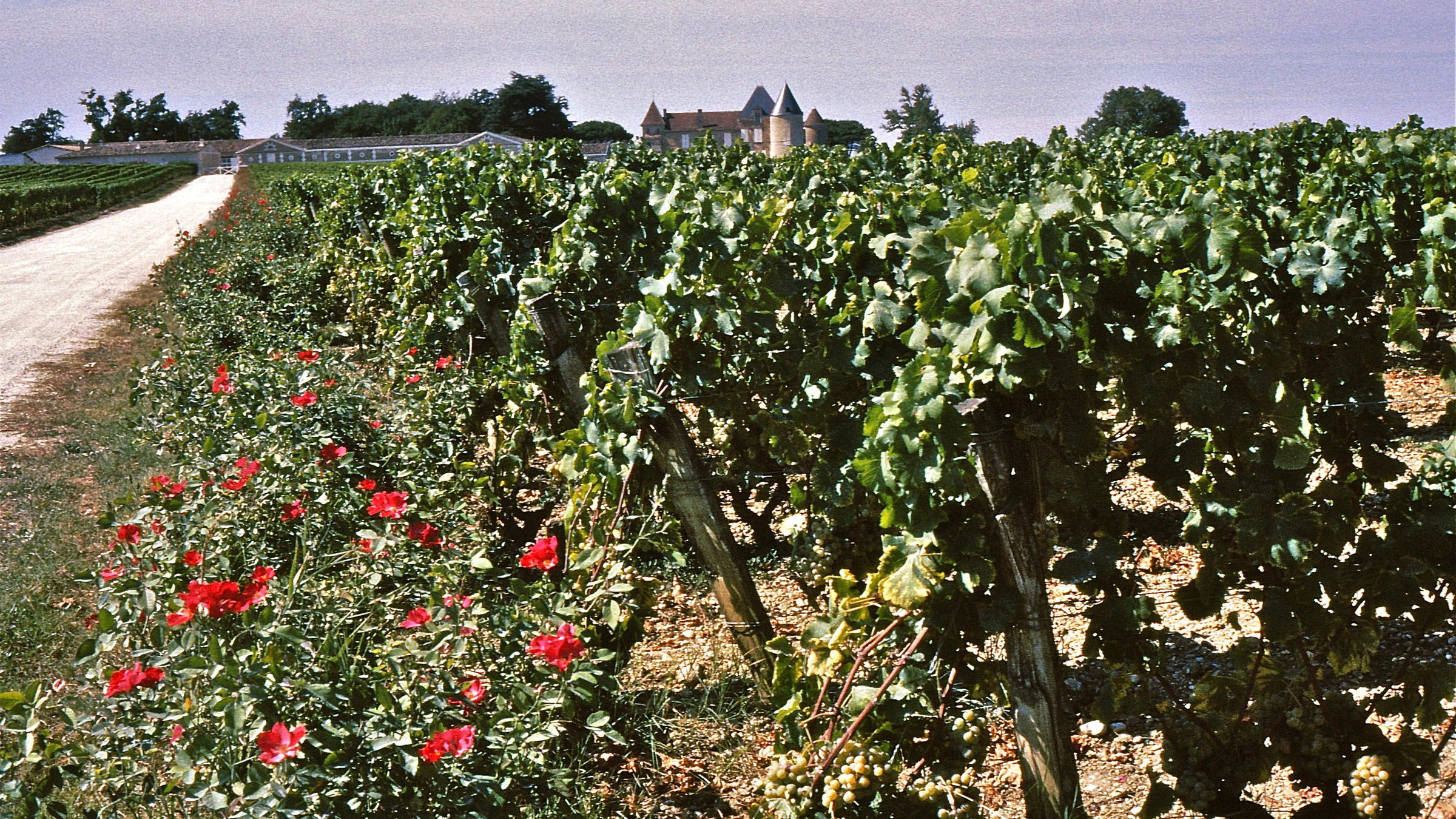 1892 Château d'Yquem Found Beneath a Czech Castle Chapel