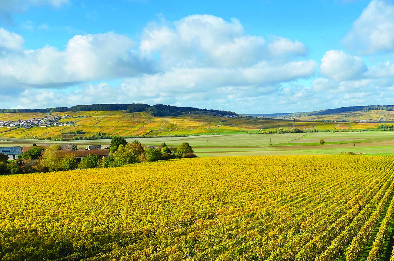 A wide landscape view of rolling hills covered in golden yellow vineyards under a blue sky with white clouds, with a small village nestled among the