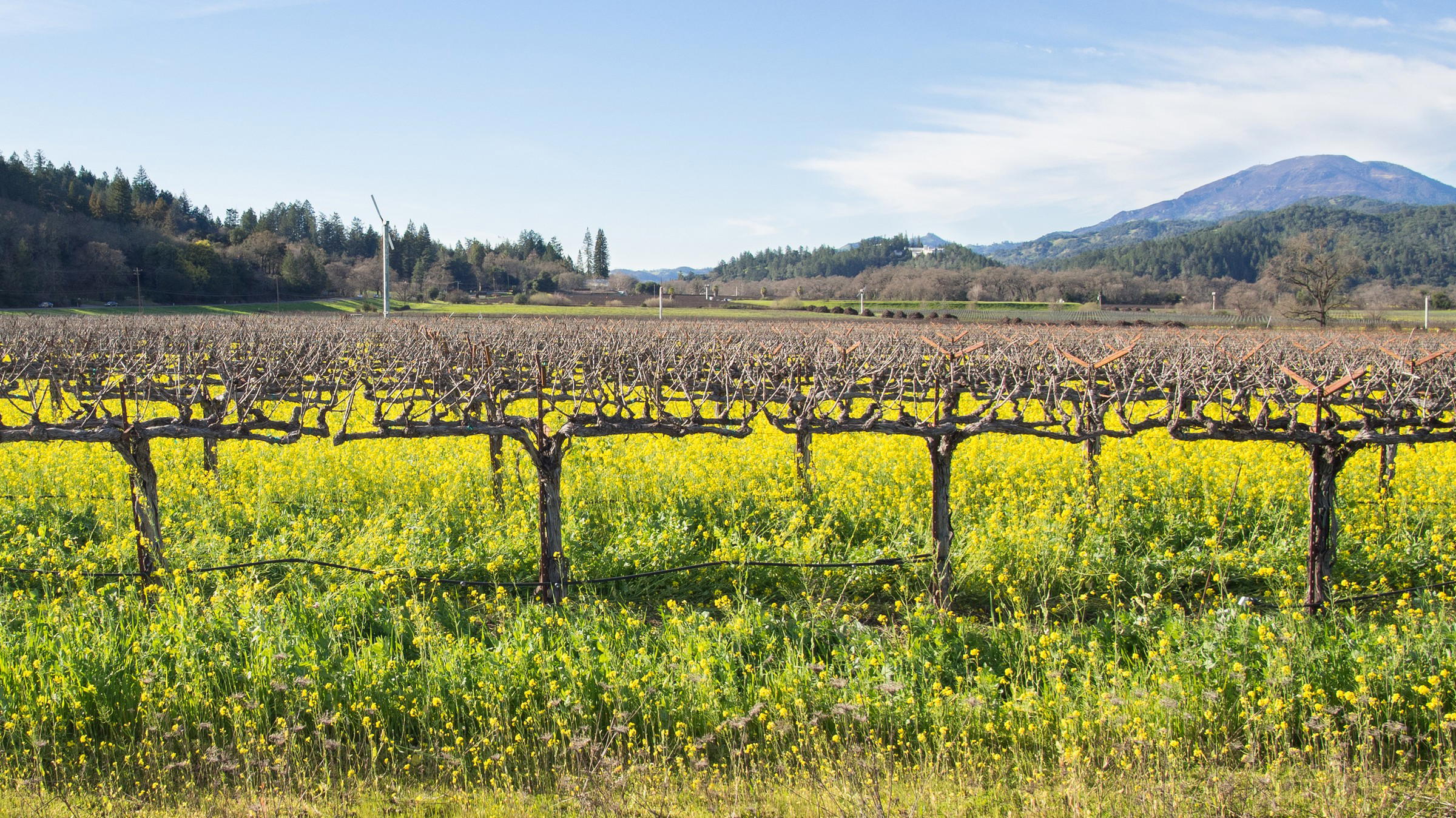 Dormant Cabernet vines and mustard bloom at Larkmead in Calistoga, with Mount St. Helena beyond