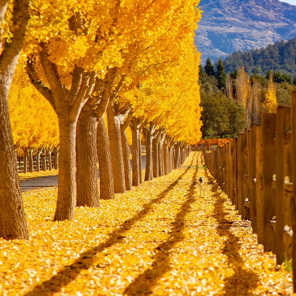 2023 Napa Valley Vintage: The Case for a Collector Pairing