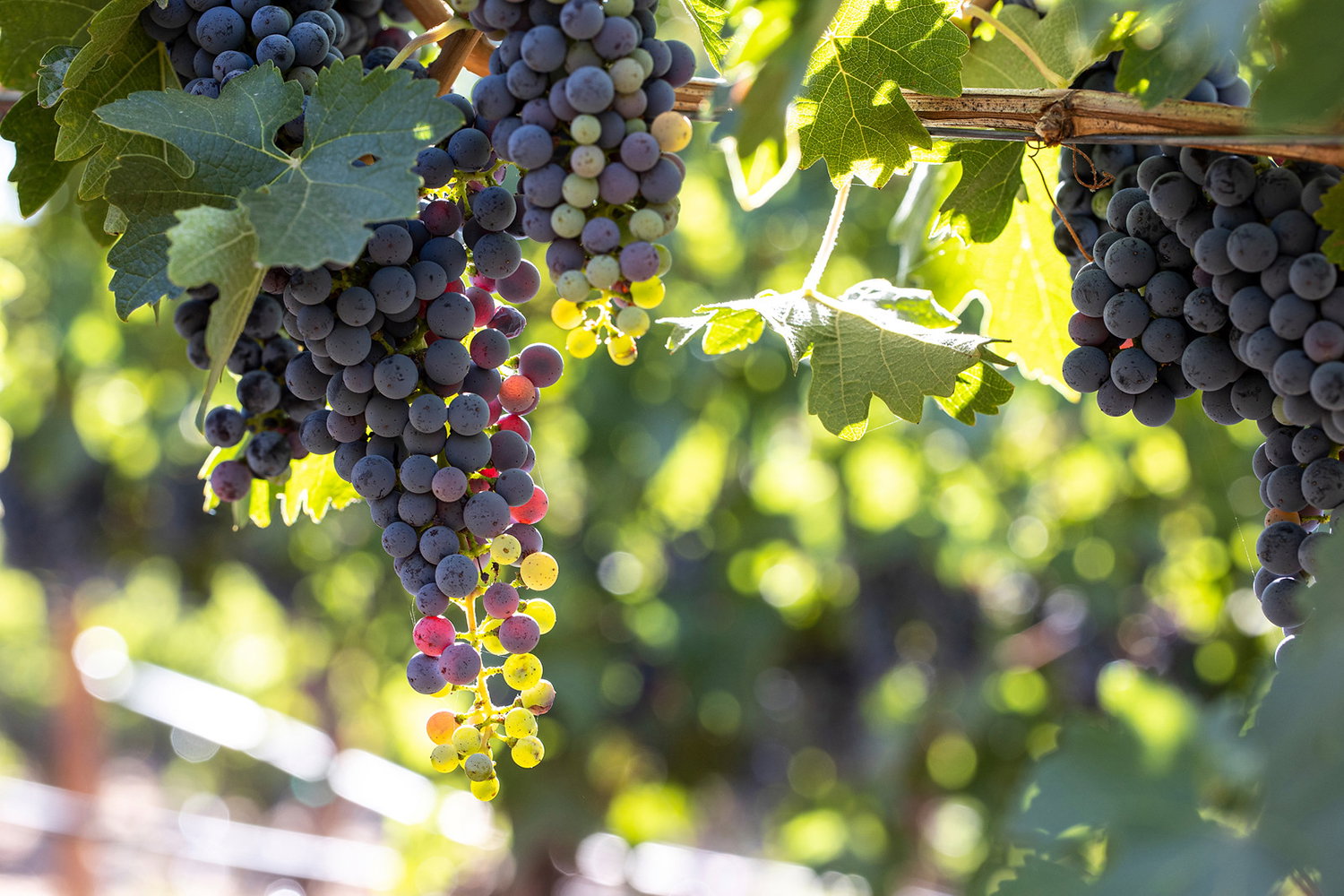 Clusters of ripe, dark purple grapes hang from a vine in a Napa Valley vineyard, with green leaves and blurred sunlight in the background.