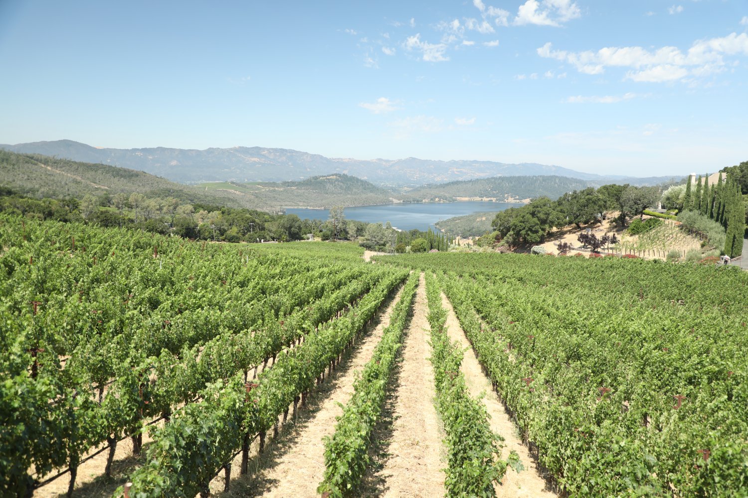 Rows of green grapevines stretch towards a lake and mountains under a clear sky in Oakville, Napa Valley.