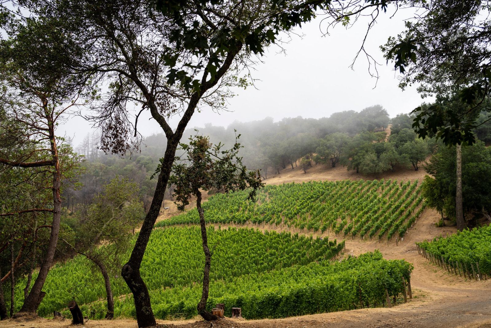 A Howell Mountain Napa Valley high elevation volcanic soil vineyard shrouded in mist, with rows of green grapevines on terraced hillsides and tall trees.