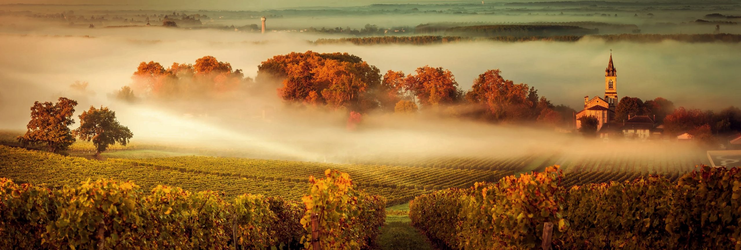 2025 Sauternes En Primeur: Power, Richness, and the Wines That Balance Both
