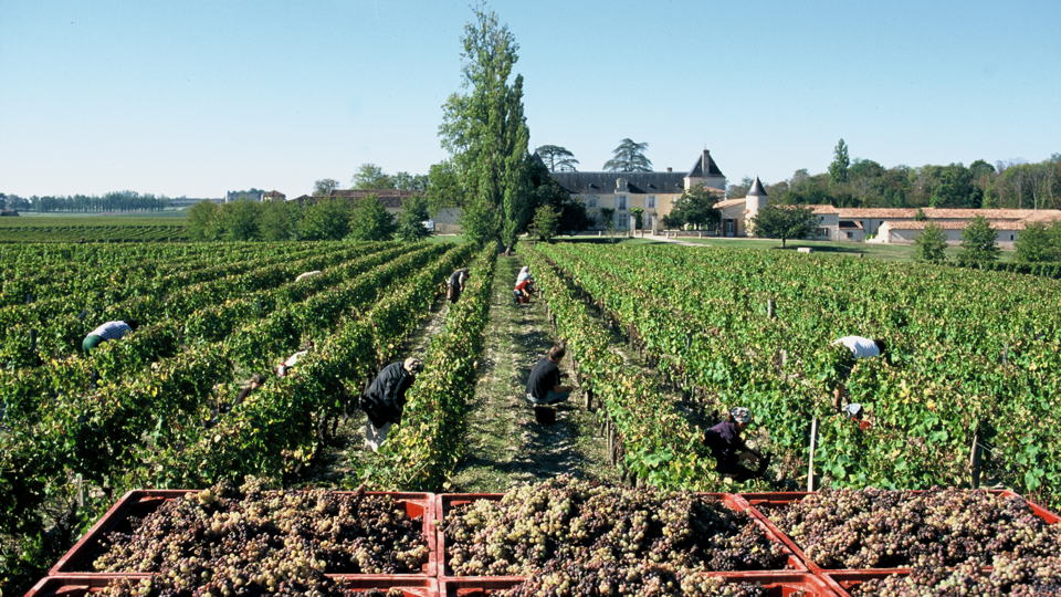 Workers harvesting grapes in a vineyard with a large chateau in the background under a clear blue sky.