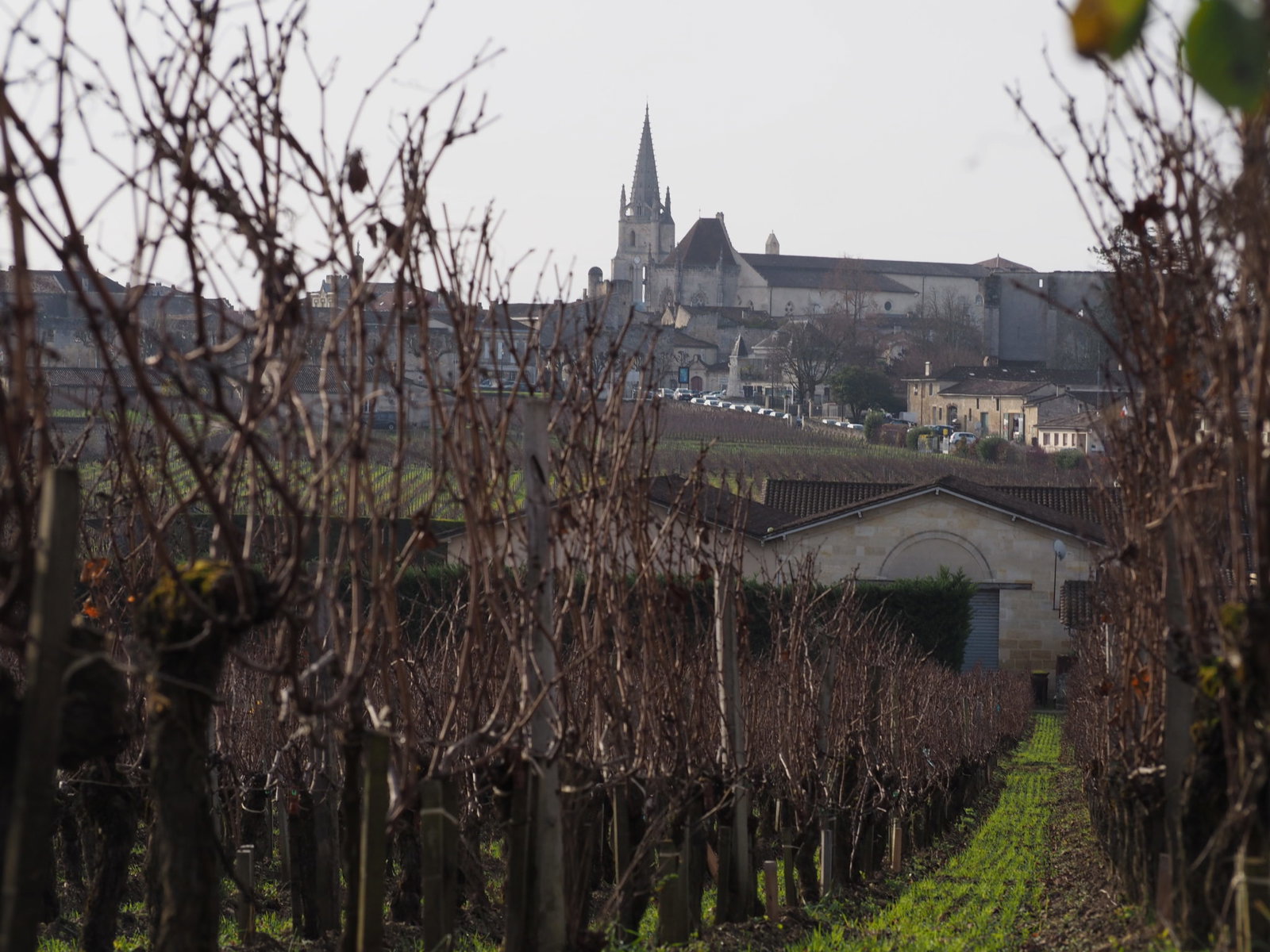 A vineyard with rows of bare grapevines in the foreground, leading towards a town with a prominent church spire in the background.