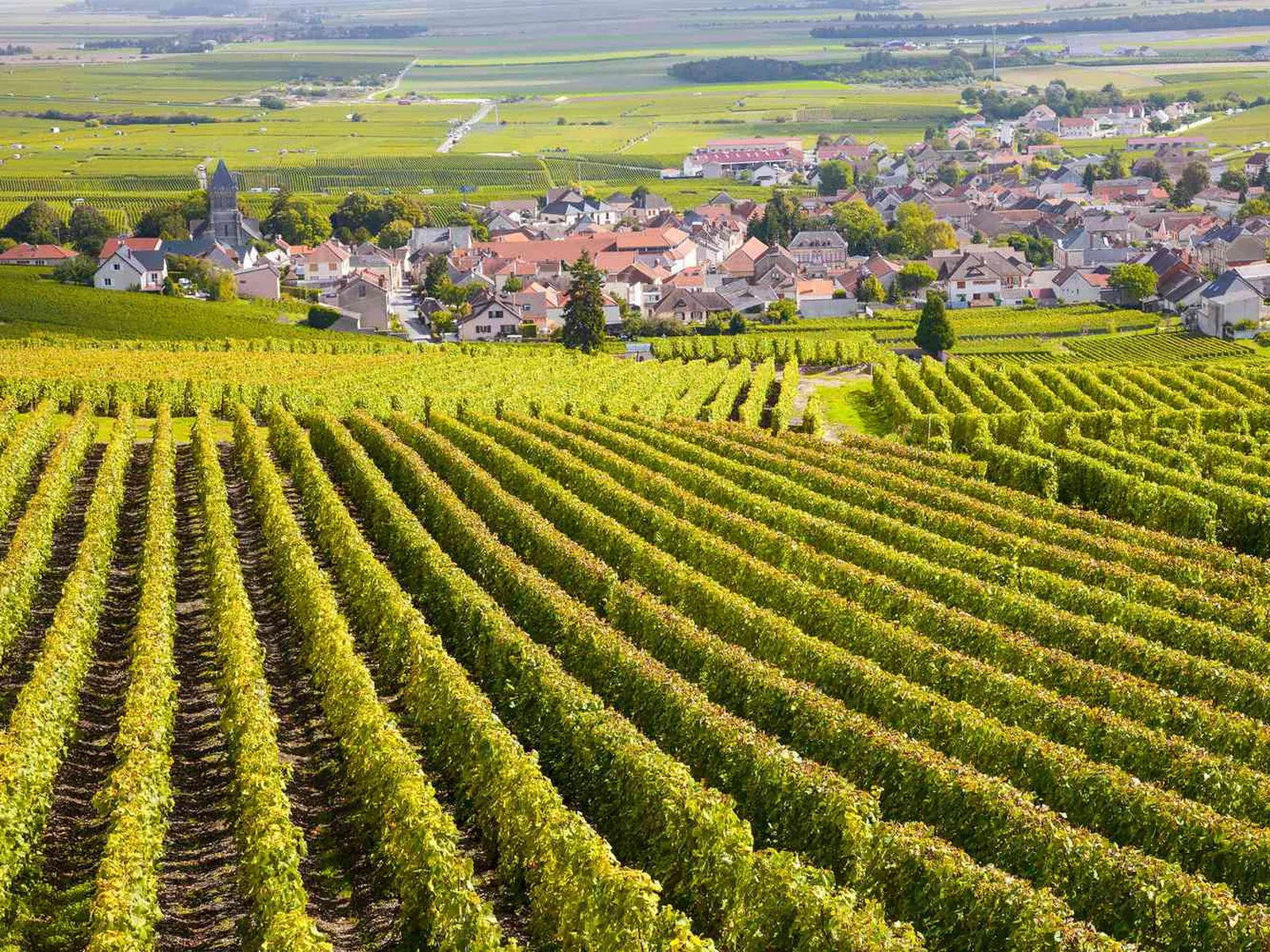 Vineyards in Burgundy