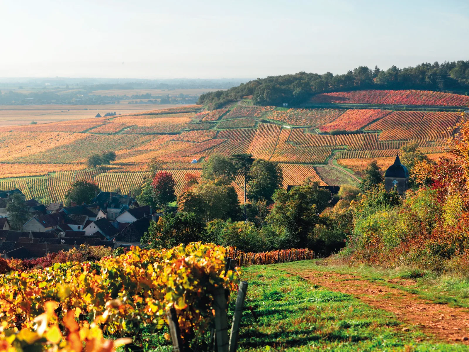 Vineyards in Burgundy