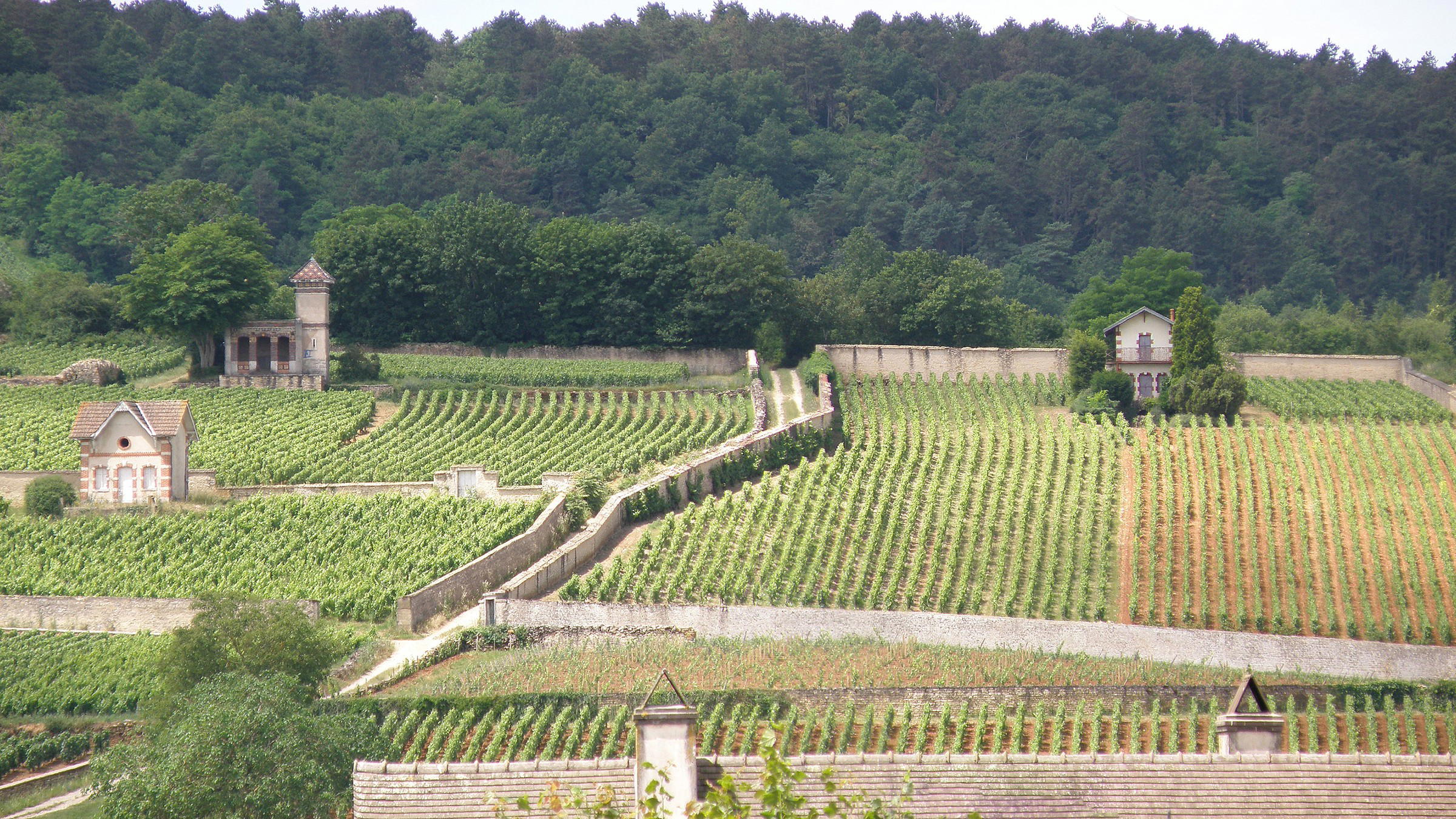 4 Emerging Burgundy Winemakers Sommeliers Are Tracking