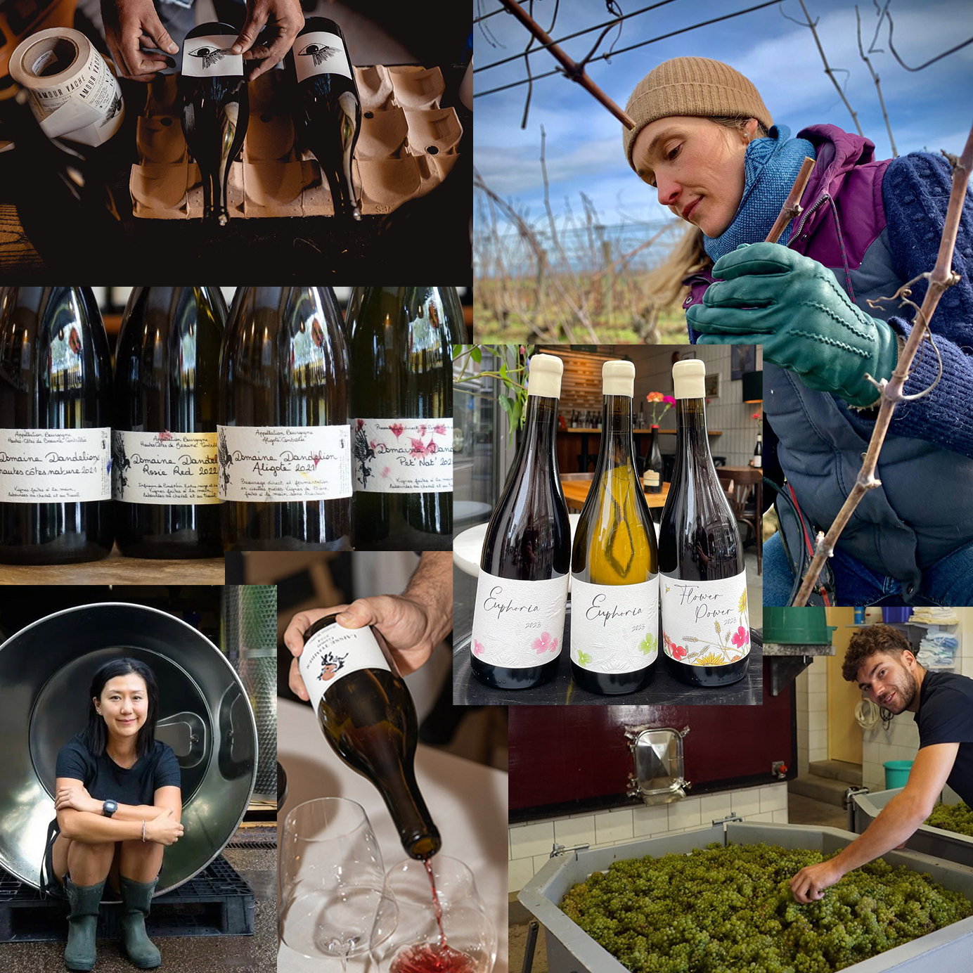 What’s Next for Emerging Burgundy Winemakers, with a large bin full of green grapes.