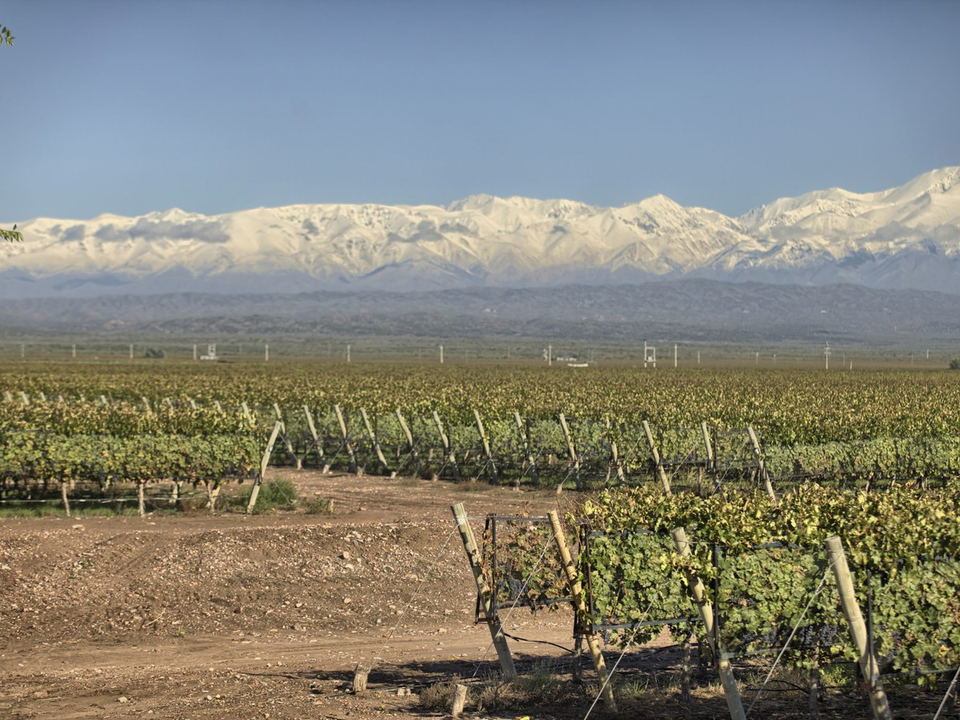 Vineyard rows stretch towards snow-capped mountains, reflecting interest in Chinese wine.