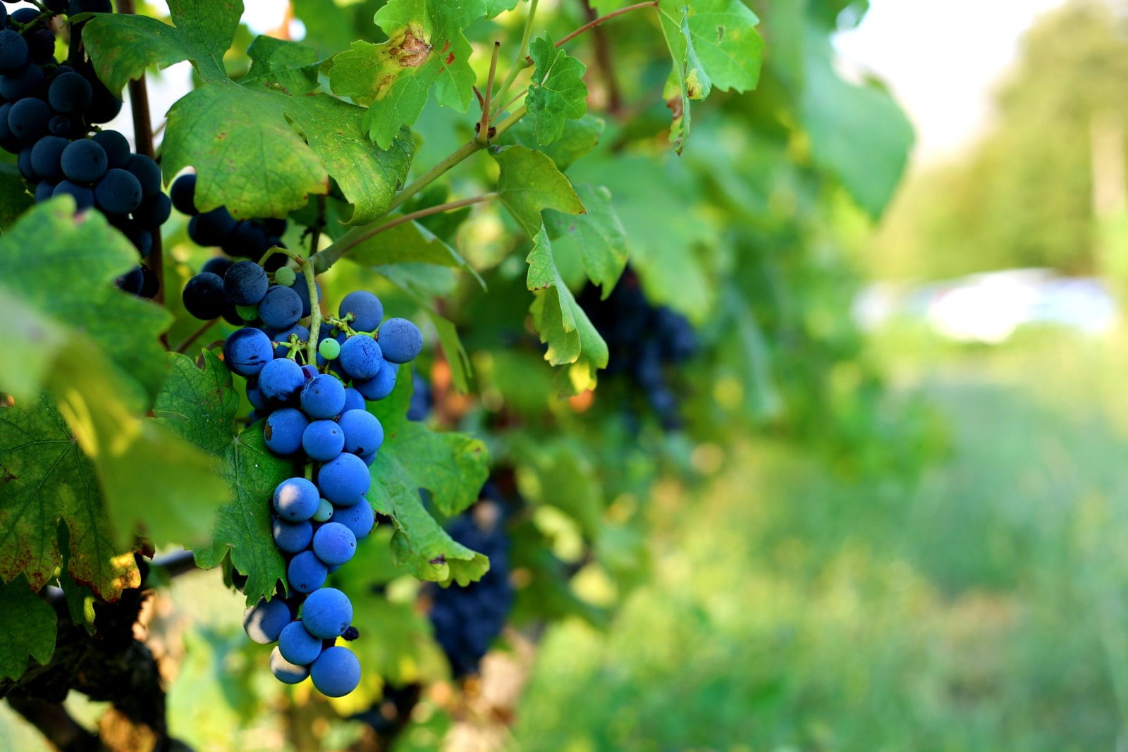 Close-up of dark blue/purple grape clusters on the vine with green leaves, photographed in natural light in a vineyard setting