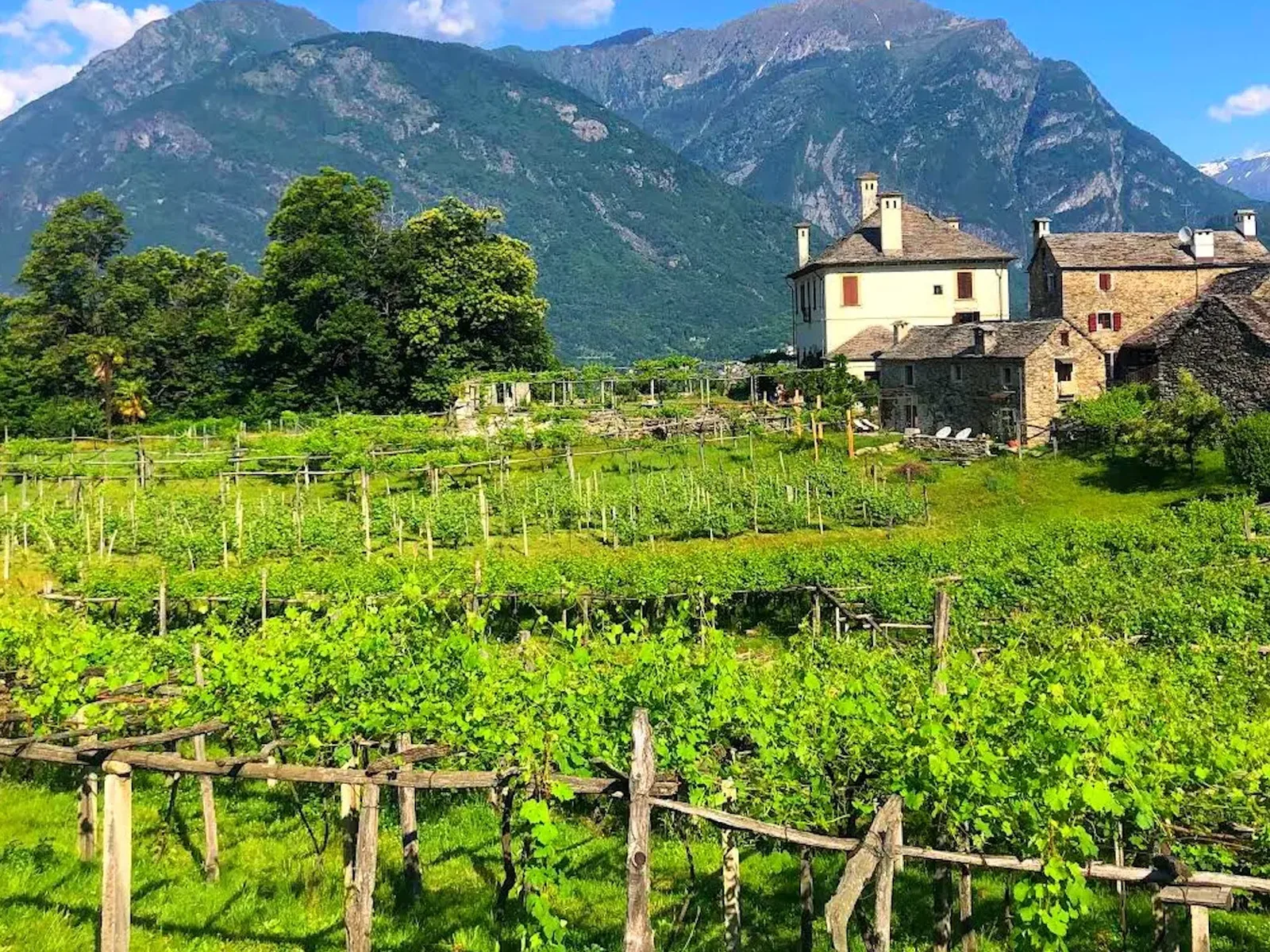 Green vineyard terraces with wooden trellises in foreground, traditional stone buildings in middle ground, and steep forested mountains in background under blue sky.