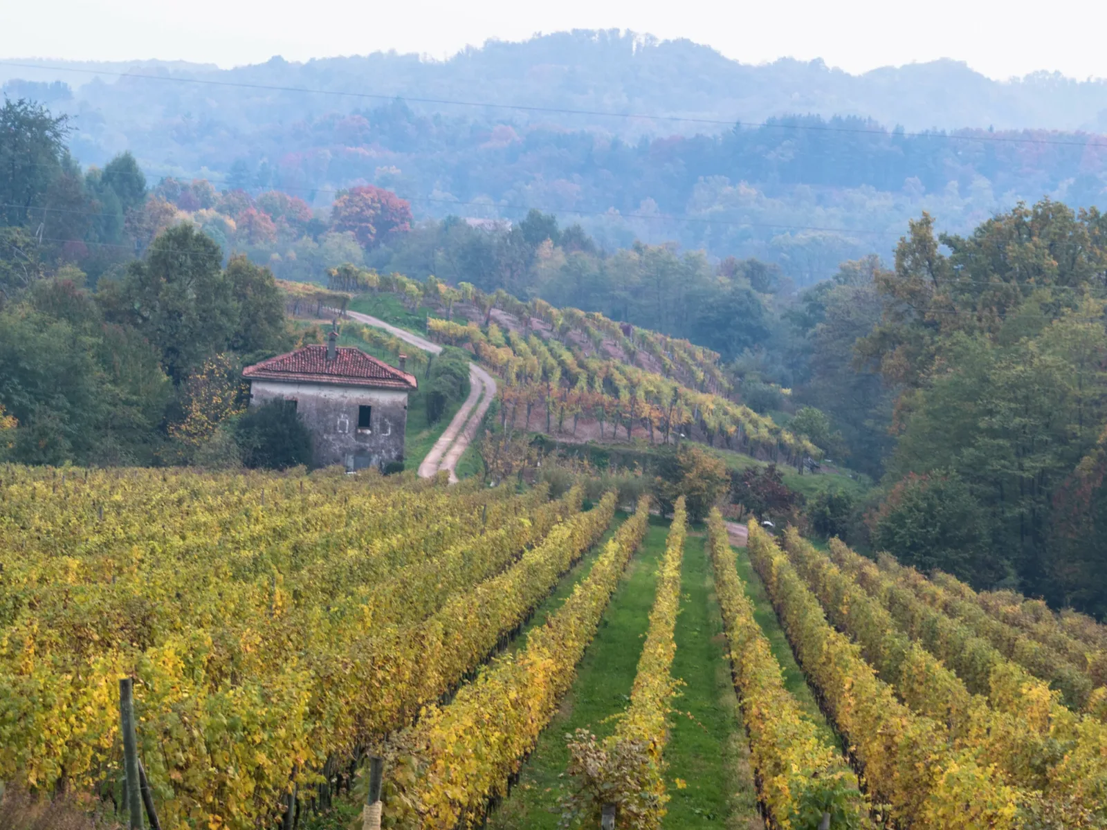 Rows of grapevines in autumn colors stretch across steep hillside terrain with a stone cottage featuring a red roof nestled among the vineyards, forested mountains visible in the hazy background.