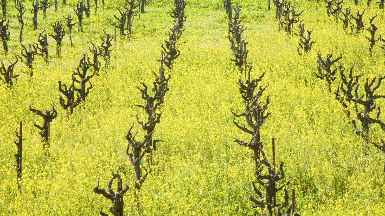 America's Old Vines Are Running Out of Time