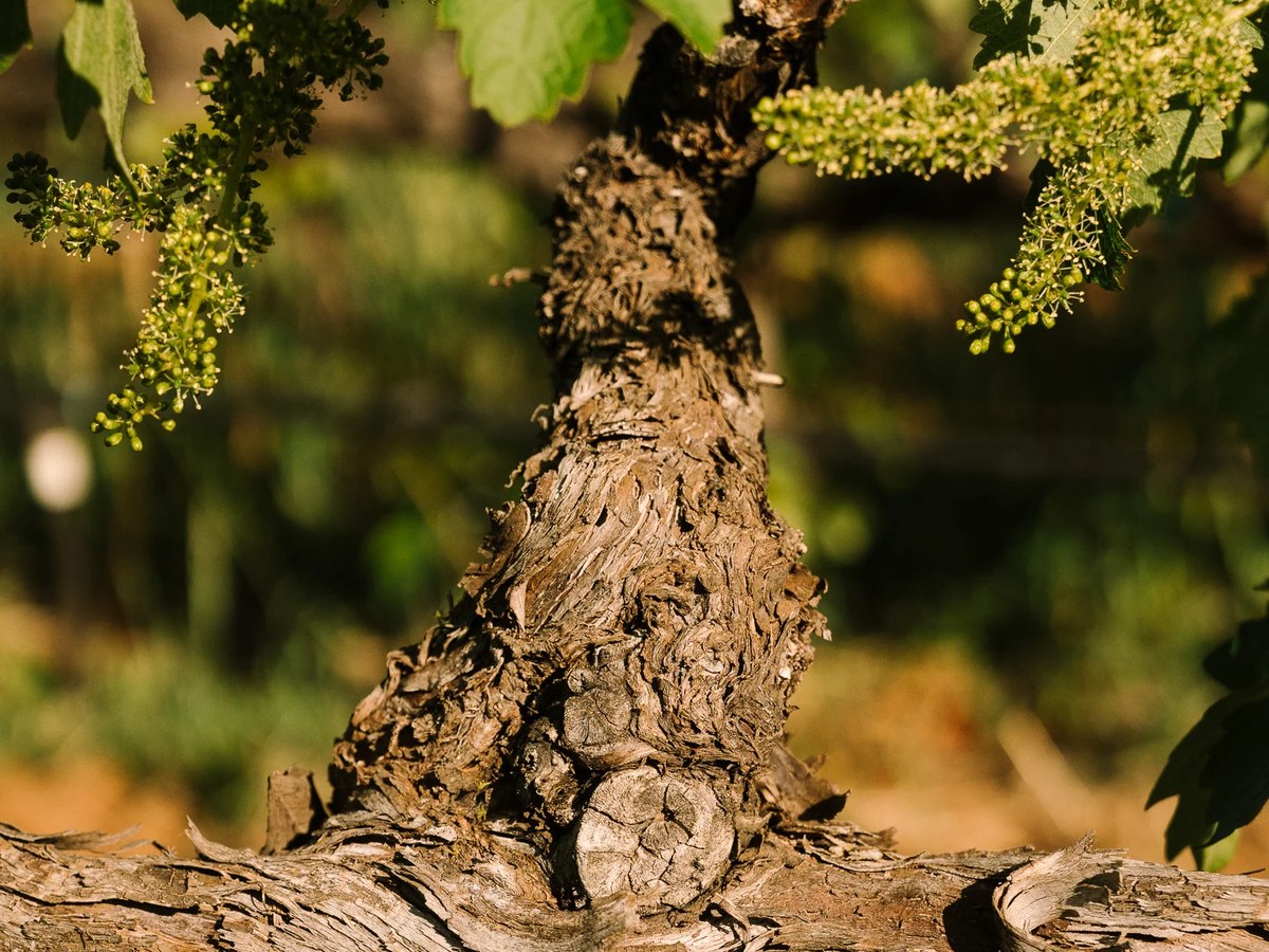 America's old vines show their age and resilience with deeply textured, weathered bark and new growth.