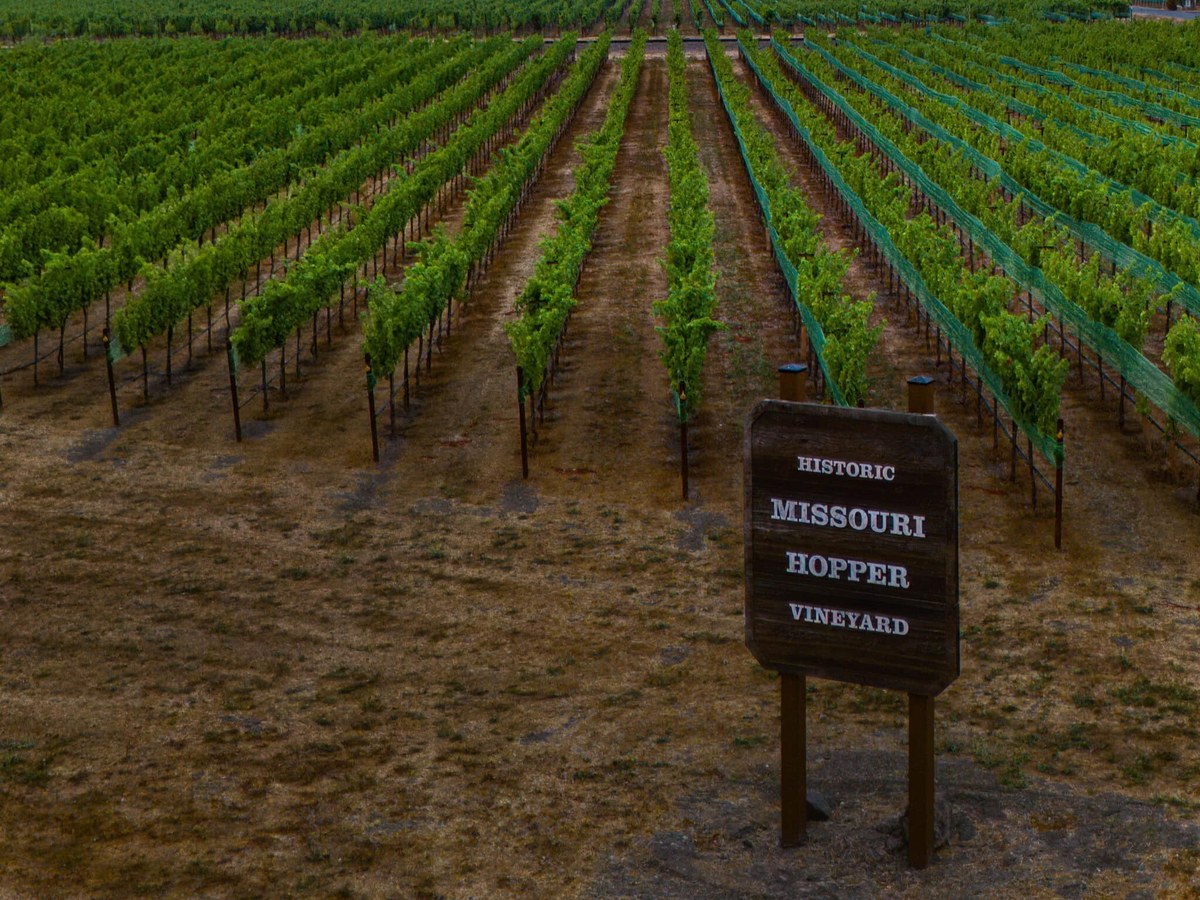 Beckstoffer Missouri Hopper Vineyard: Napa's secret Grand Cru, where rows of vines stretch toward the horizon.