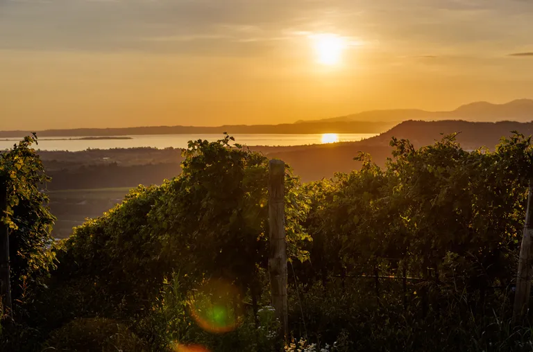 A vineyard landscape at sunset overlooking a body of water with mountains in the distance