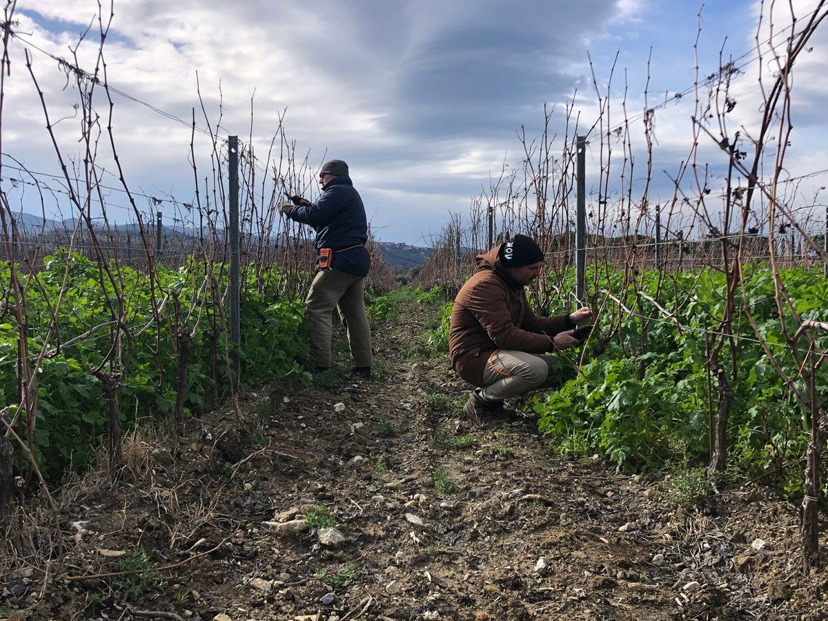 Two workers prune dormant vines in a vineyard with rocky soil and green cover crops, under a cloudy sky.