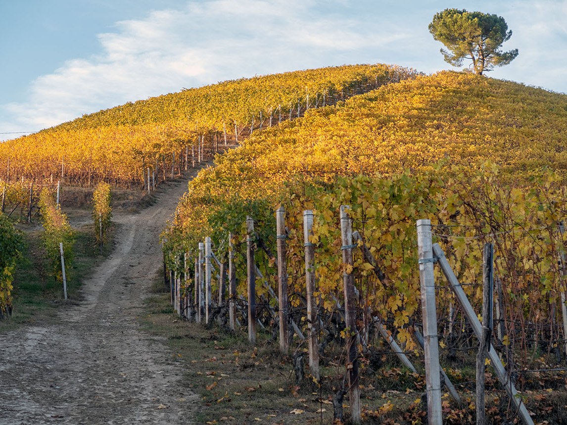 Autumn-golden vineyards in Serralunga d'Alba, showing the varied Langhe terrain for Barolo 2019.