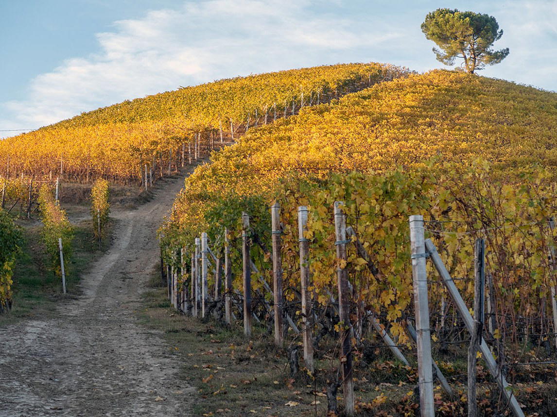 Vineyards on the Cerretta hillside in Serralunga d'Alba