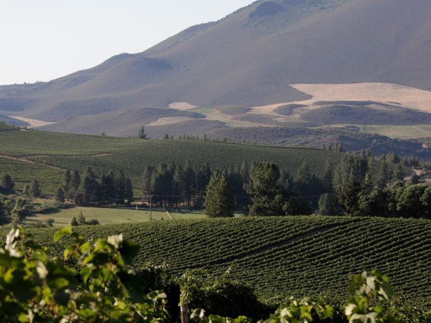 Beckstoffer Lake County's dramatic volcanic terrain and vineyard rows define its unique terroir.