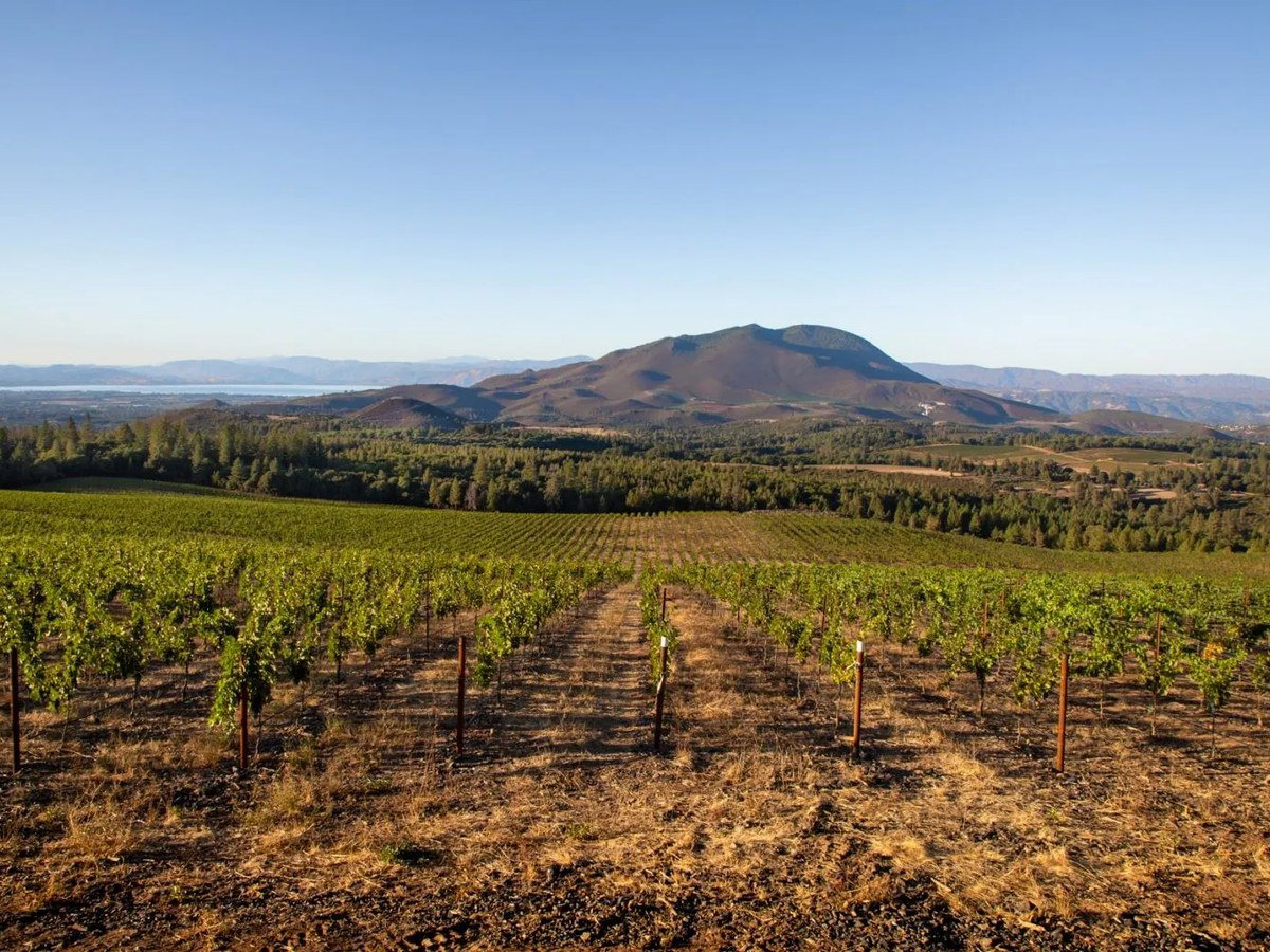 Beckstoffer Lake County vineyards with Mount Konocti and Clear Lake in the background.