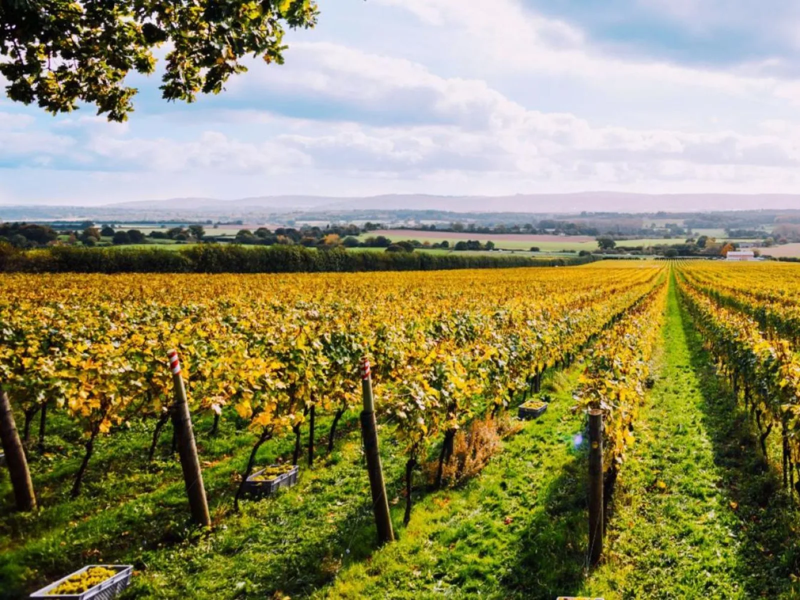 Vineyards in London