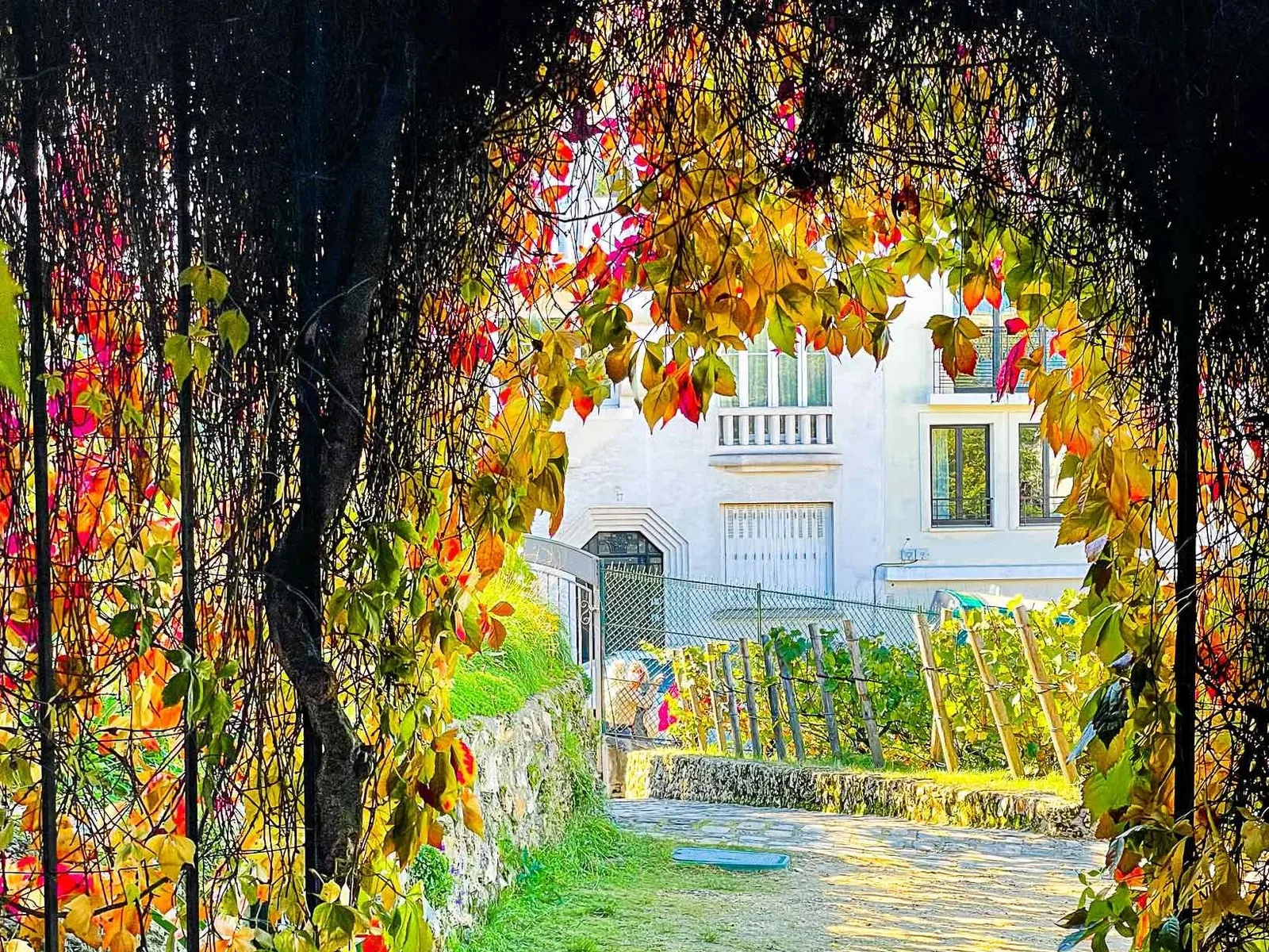 Vineyards in Paris