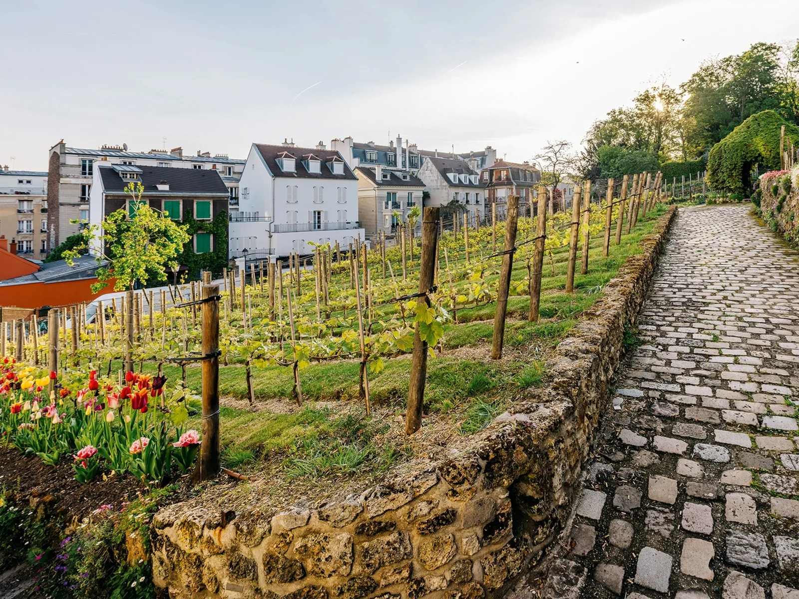 Vineyards in Paris