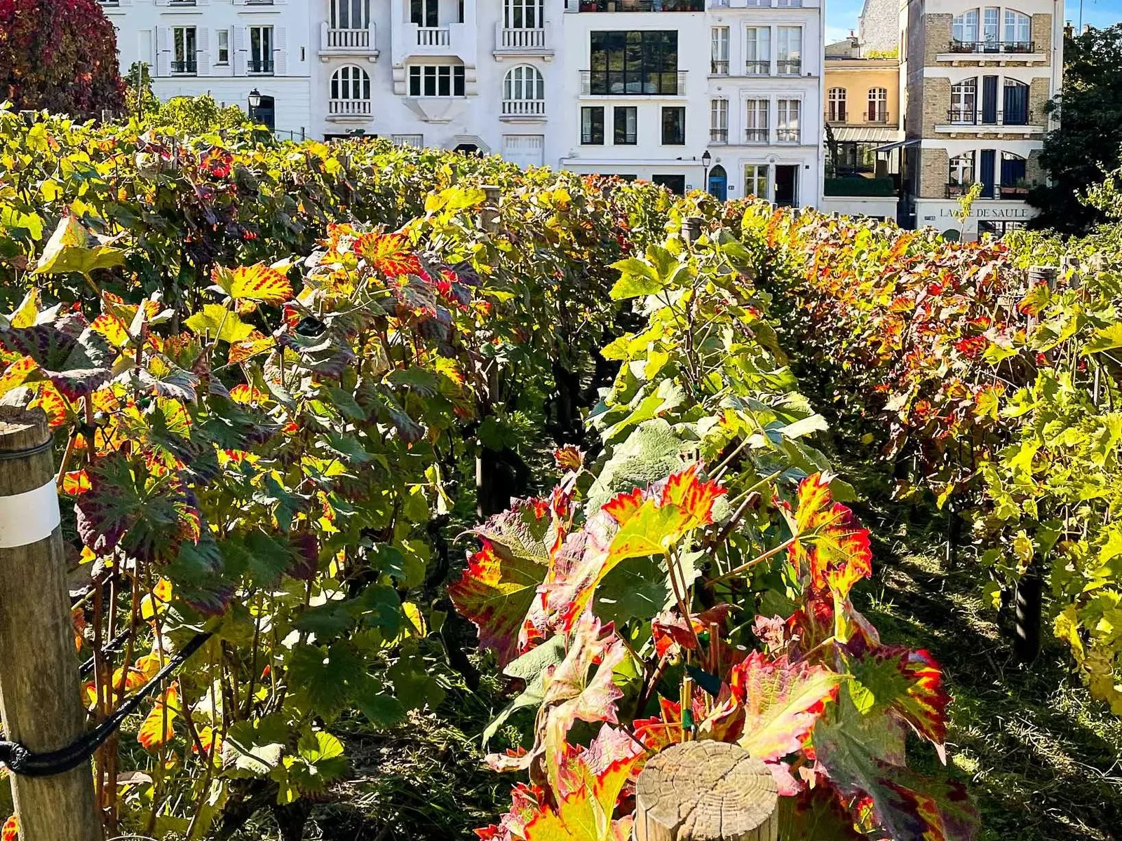 Vineyards in Paris