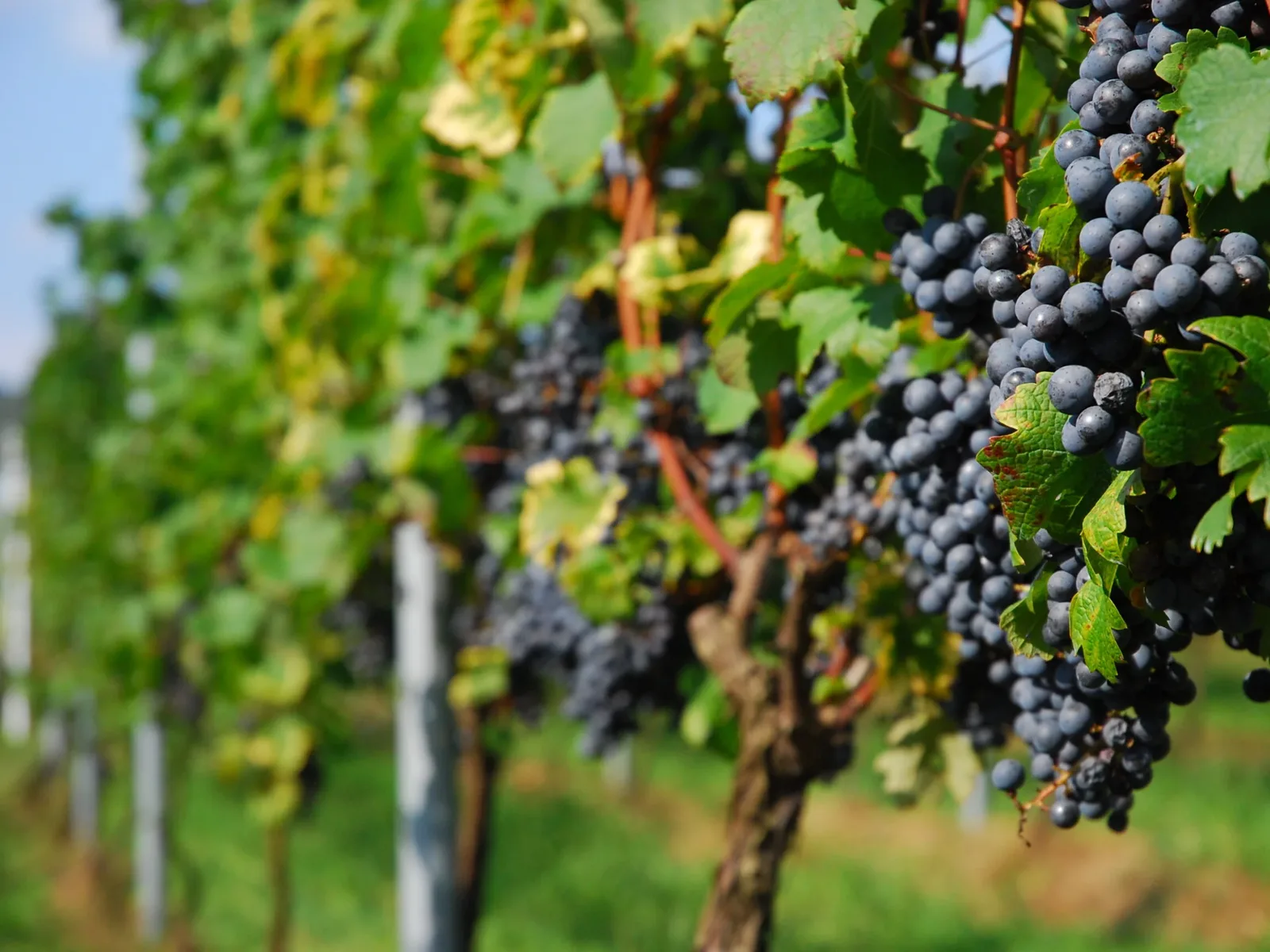 Vineyards in Kyoto