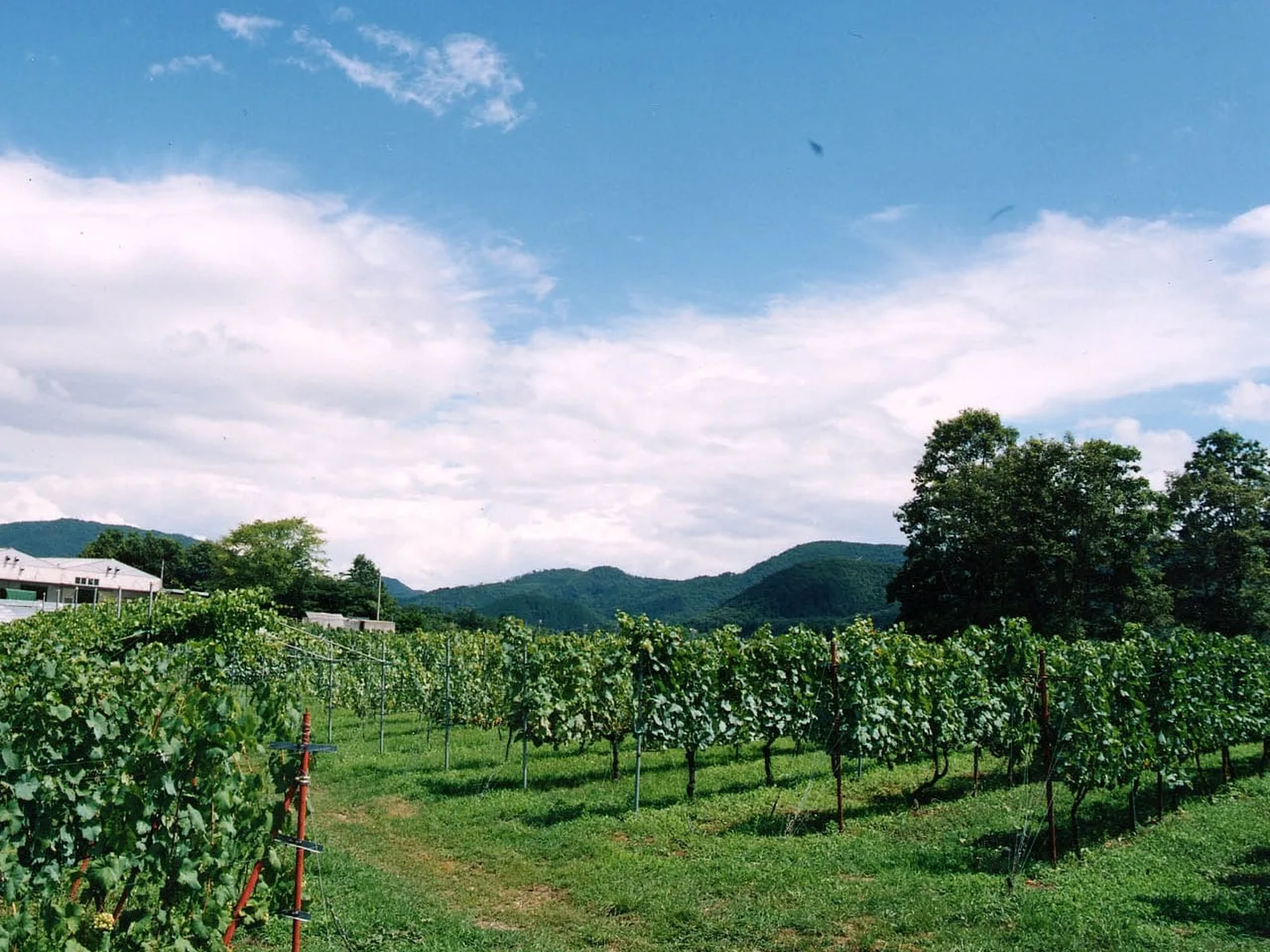 Vineyards in Kyoto