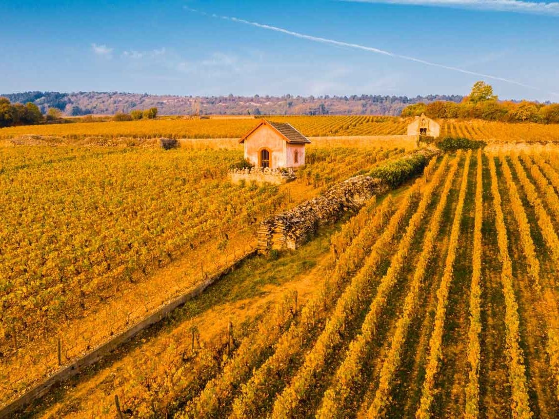 Aerial/elevated view of golden autumn vineyard rows on the Côte d'Or hillside in Burgundy, France, with a small stone winemaker's hut (cabotte).