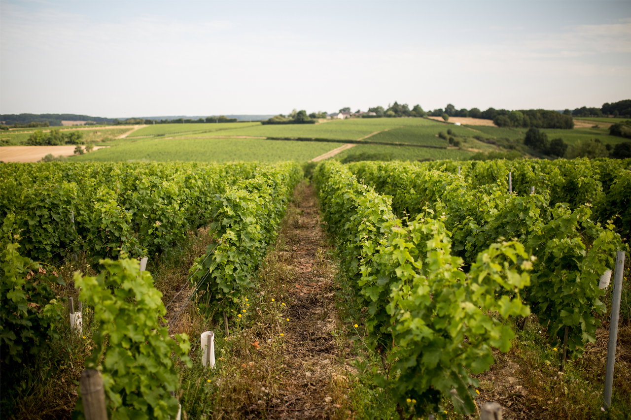 A long, narrow dirt path stretches through rows of lush green grapevines under a bright sky, with rolling hills and distant buildings in Menetou-Salon, Loire Valley.