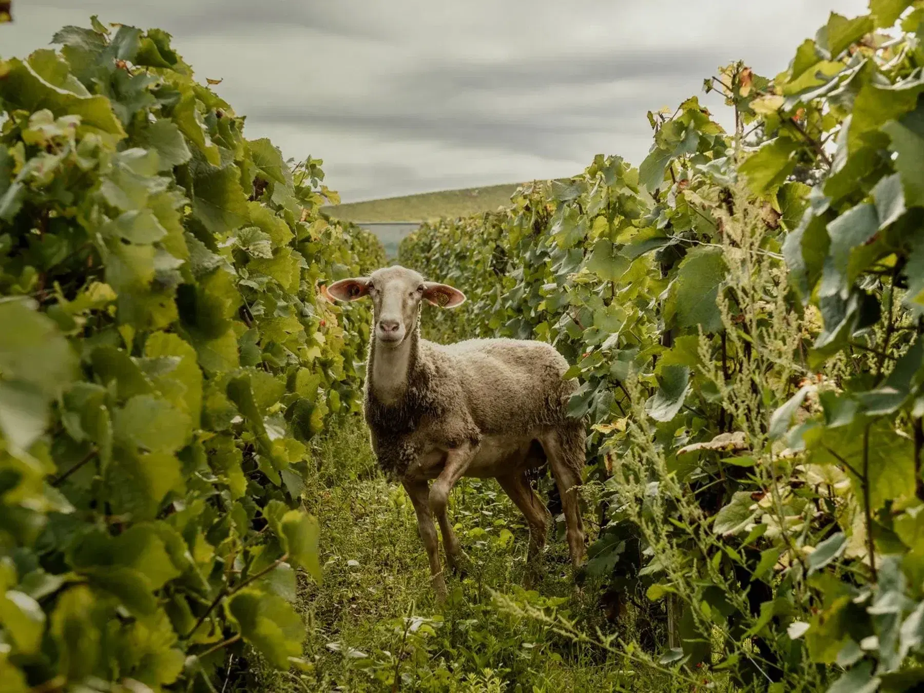 Billecart-Salmon Clos Saint-Hilaire Champagne Dinner in New York
