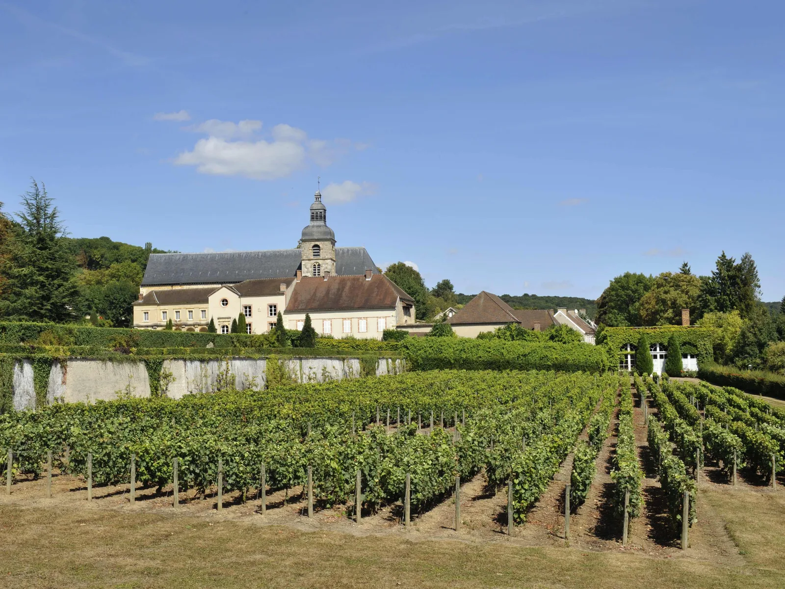 Vineyards in Champagne