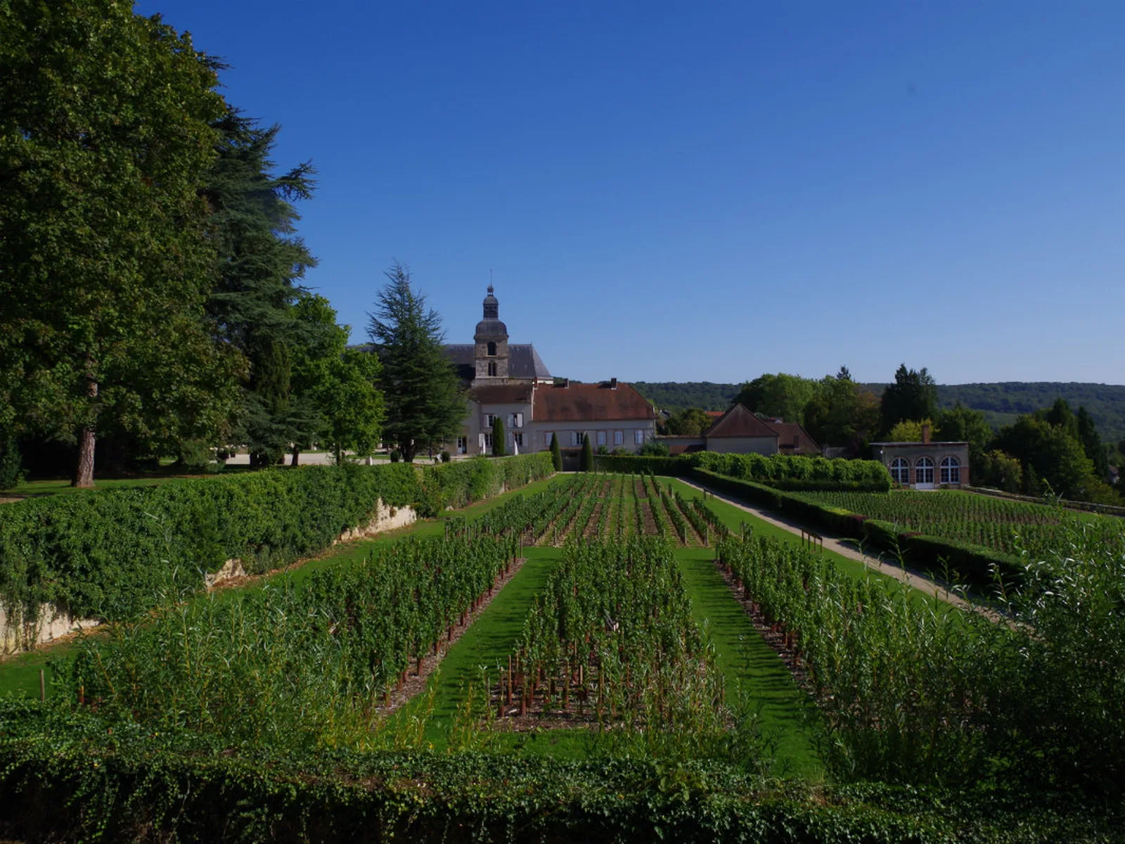 Vineyards in Champagne