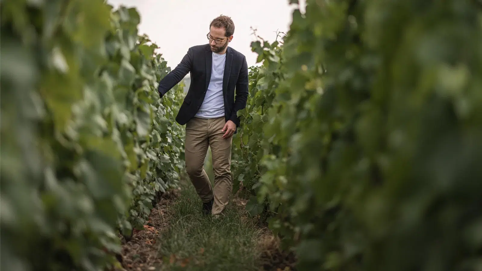 Cover image for guide: Bollinger Cellar Master: Émilien Boutillat Named for 2026