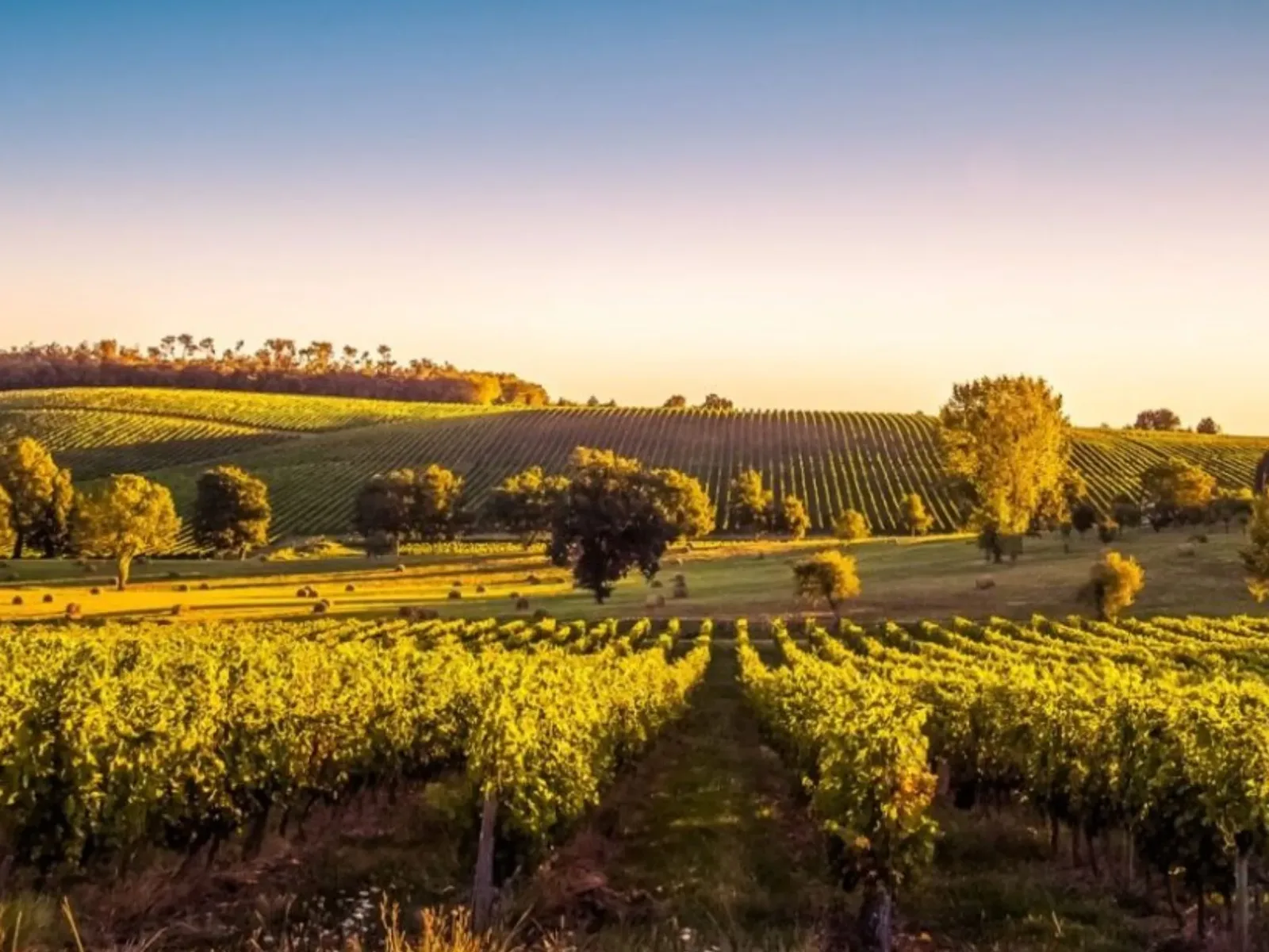 Vineyards in Bordeaux