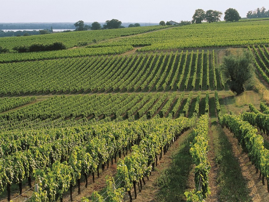 An aerial view of vast, green vineyards stretching across rolling hills towards a distant body of water under a clear sky.