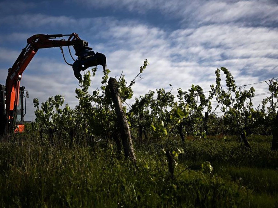 An orange excavator with a mechanical arm grips and uproots grapevines in a vineyard under a cloudy sky.