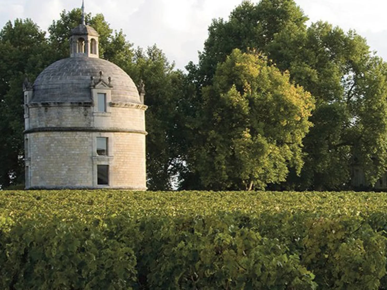 Vineyards in Bordeaux