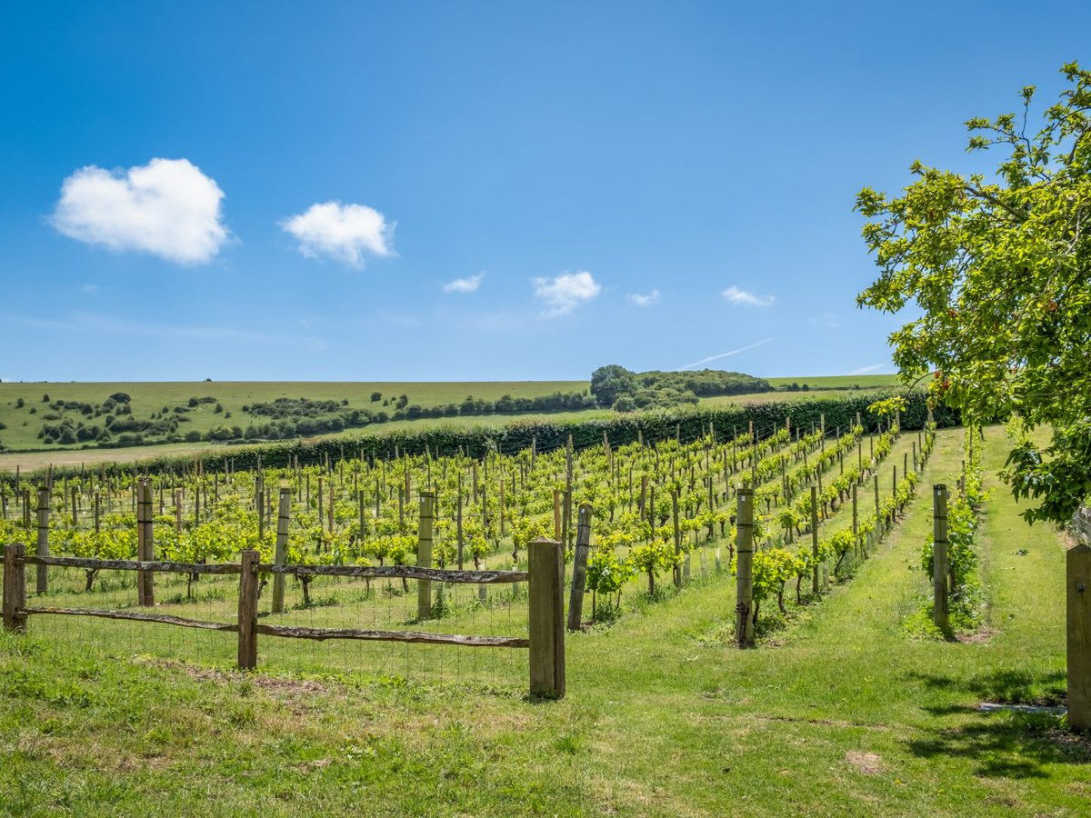 Breaky Bottom Vineyard, a historic English wine estate, features rows of grapevines on rolling green hills.