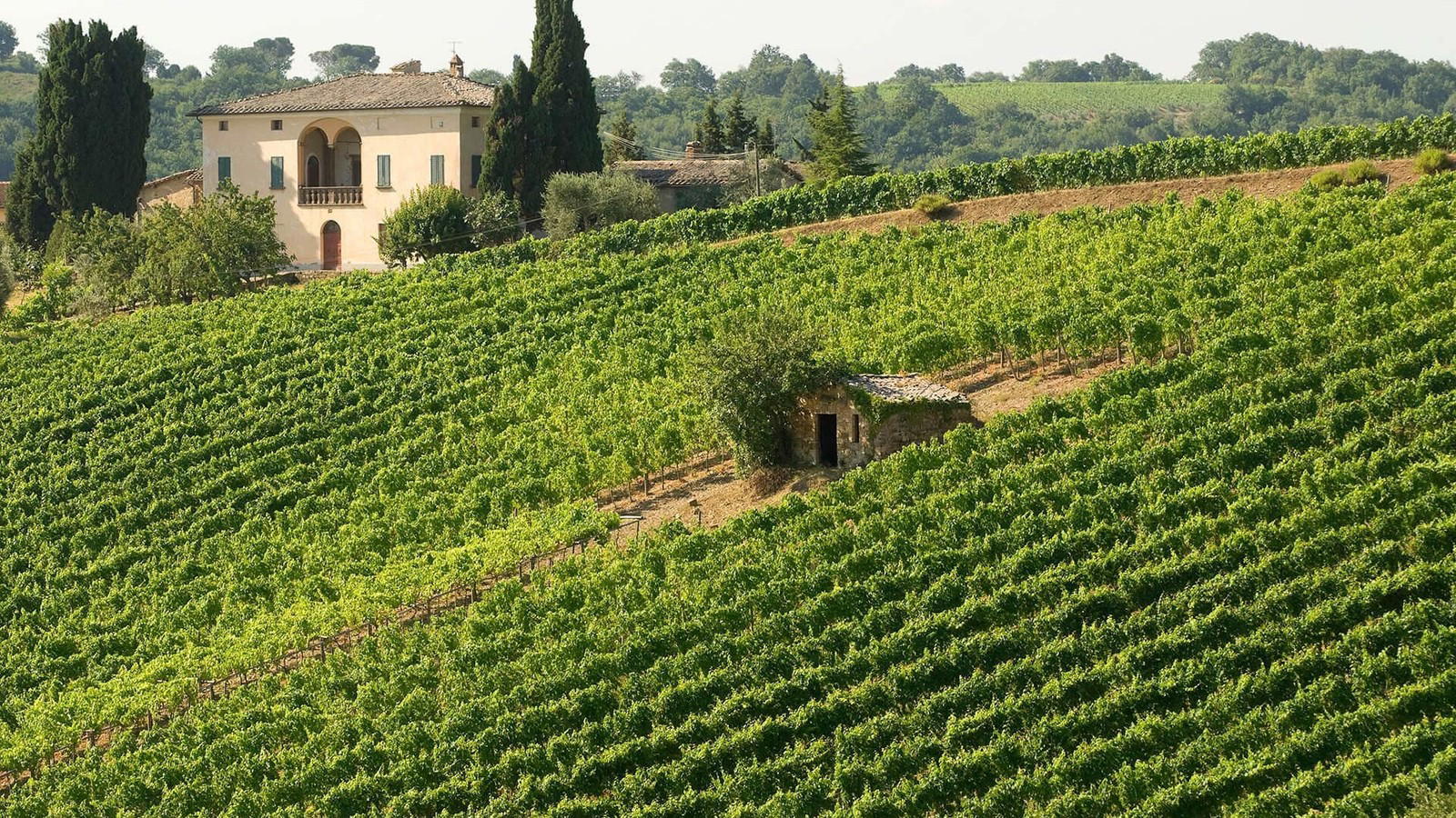 Brunello di Montalcino: 4 Single-Vineyard Wines