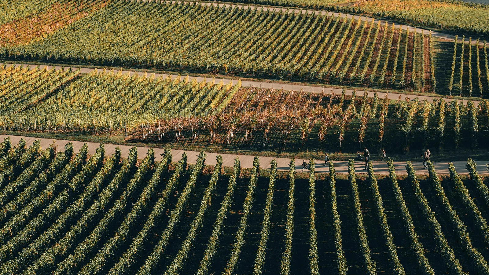 Burgundy 2020 Vintage Report: Whites Steal the Show